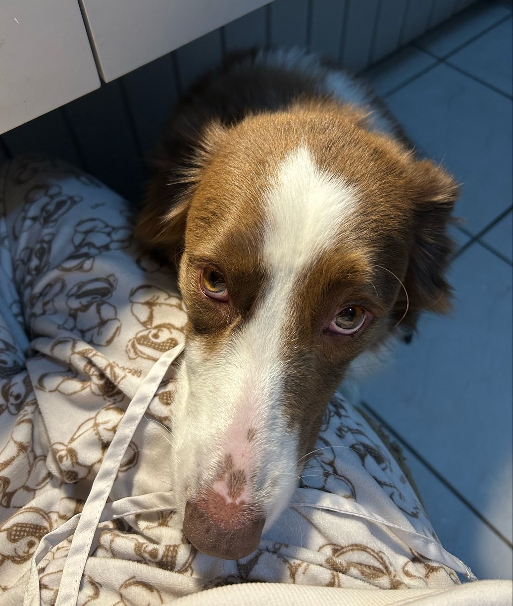 nandiperoni's tweet photo. Luna: Para de estudar cavalo vamo dormir pfvr https://t.co/Cdc2tZnFAB