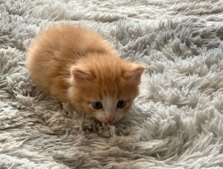 IVofAlban's tweet photo. ᅠ

ᅠ
⟟  𝗠𝗔𝗡𝗛𝗔𝗧𝗧𝗔𝗡, 𝗡𝗘𝗪 𝗬𝗢𝗥𝗞

   ┃TUE, 30 JUNE 2026 | 08.41

ᅠ
Meet my babies.
I don't think they miss me. 

ᅠ
ᅠ https://t.co/gGkVm2ordG