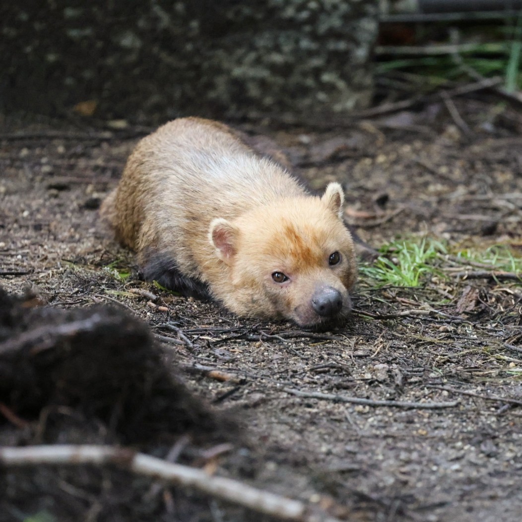 higashiyama5555's tweet photo. お手手ないない🐾

ヒロマル🐾
＃東山動植物園　＃ヤブイヌ https://t.co/zCSjLKpwWG