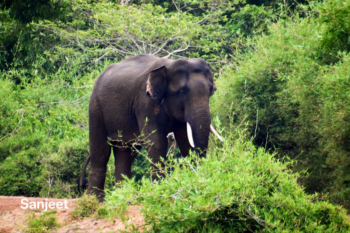BiotechSanjeet's tweet photo. ๐ Bamboo: A Key Food of Asian Elephants ๐ฟ
#Bamboo is one of the preferred food plants of Asian #Elephants. Conserving and restoring bamboo-rich #habitats helps sustain elephant populations and can reduce human-elephant conflict.
#Plant Bamboo. #Protect Elephants. #Conserve Forests.
#AsianElephant #Bamboo #HabitatRestoration #WildlifeConservation #HumanElephantConflict #TeamAPRF
@EnvironmentPib @PCCFWL_Odisha @DfoKeonjhar @rameshpandeyifs @WWFForestCarbon @stae_elephants @MohanMOdisha @PMOIndia @IUCN @Sdg13Un @supriyasahuias @ntca_india