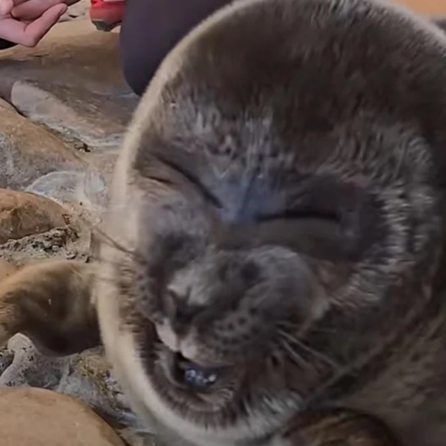 Chuberdunkus2's tweet photo. Just fed this seal a lemon.....

I don't think it liked it https://t.co/ANqBVDbGs7