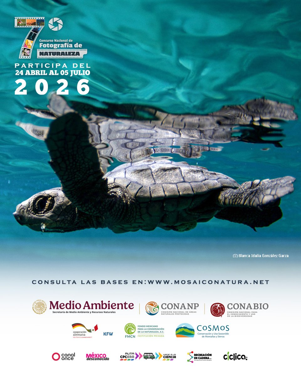CONANP_mx's tweet photo. La @CONABIO te invita a participar en el 7º Concurso Nacional de Fotografía de Naturaleza #MosaicoNatura. 📷🍃

Una iniciativa en la que podrás documentar con imágenes la riqueza natural y cultural de nuestro país. 🇲🇽💚✨

➡️ https://t.co/McULcWb88r #SomosMedioAmbiente 🐢🌊🌿 https://t.co/RkSfrmY54X