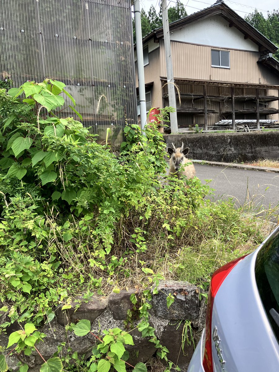 monmo18dec's tweet photo. 野生図鑑

日本カモシカ https://t.co/PbwfsG8xNg