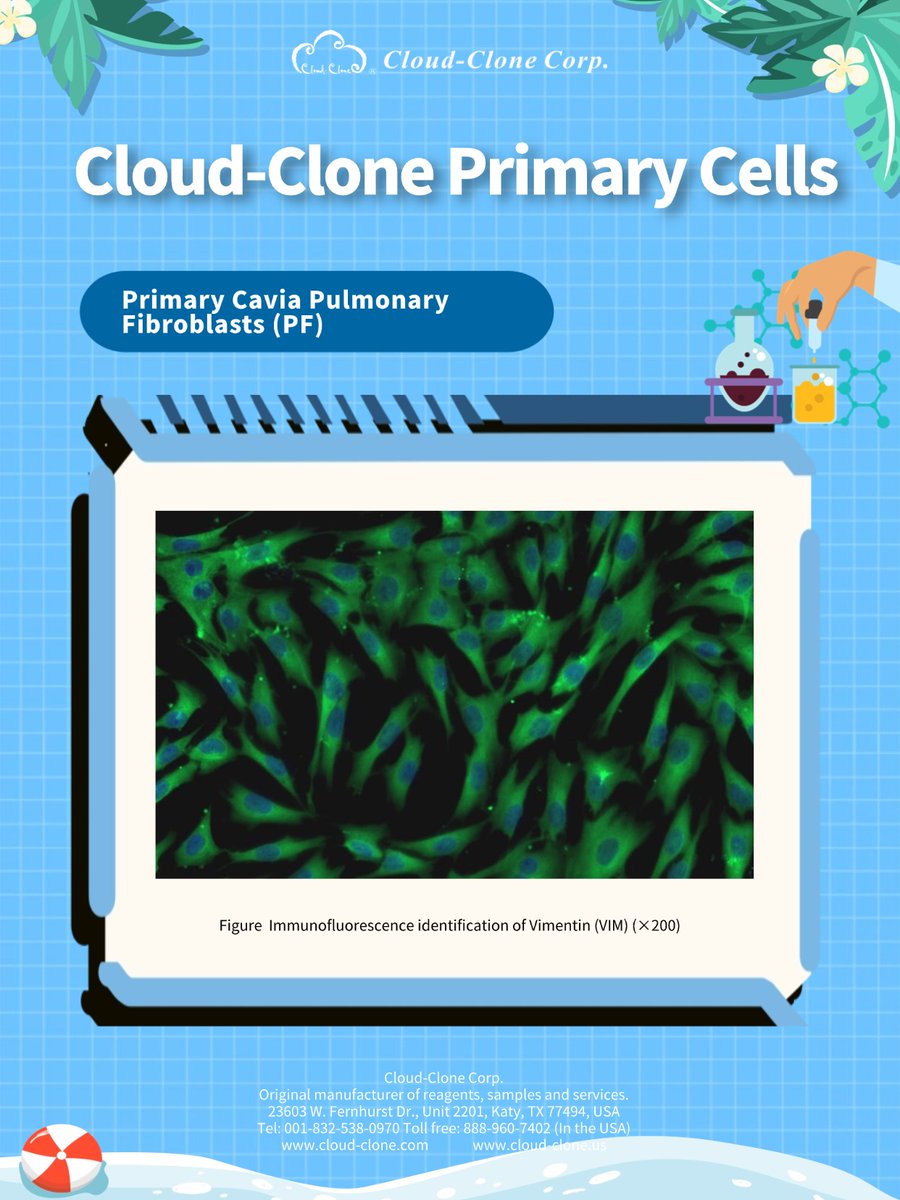 Cloud_CloneCorp's tweet photo. The newly launched guinea pig primary cell series from Cloud-Clone covers the most commonly used tissue sources favored by researchers:
Pulmonary Fibroblasts (PF, CSI034Gu01)‌: Guinea pigs are a classic model for allergic airway inflammation studies. https://t.co/dHppAZTdIH