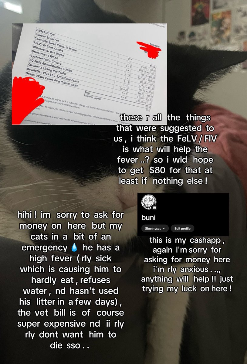 rinsbuni's tweet photo. hihi  ,  !  ♡   ii    posted    this   on  my    tiktok    story    but    figured   ii   wld   try    posting   it   here    too    for  any    extra    luck ,   basically   my   cat    is    rly    sick   nd   ii    need   help    getting   some   money  to   cover + https://t.co/L0Lx7bOALK