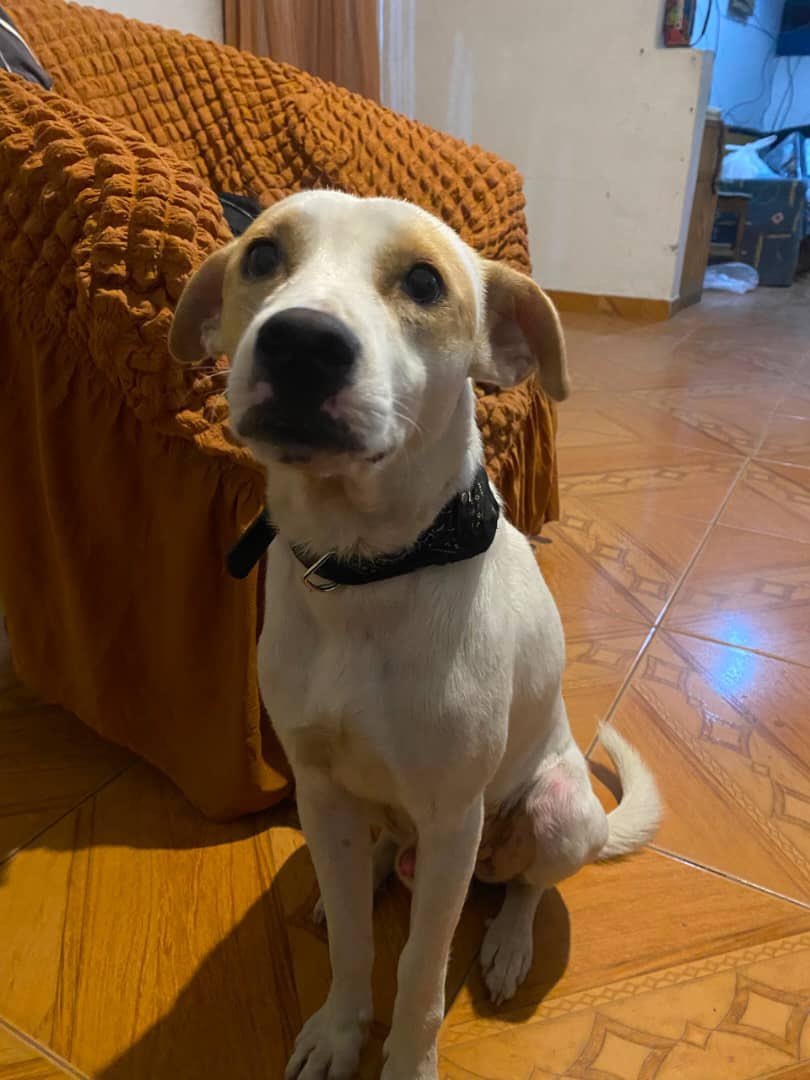 albacoduttivet's tweet photo. Encontrado en caraballeda,  lo tienen en este número 04140273600 https://t.co/3kc5ItPk9q