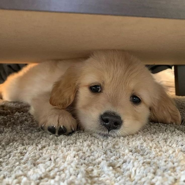 theDoggLovers's tweet photo. Your eyes are melting my heart❤ https://t.co/WLnrstGAgE