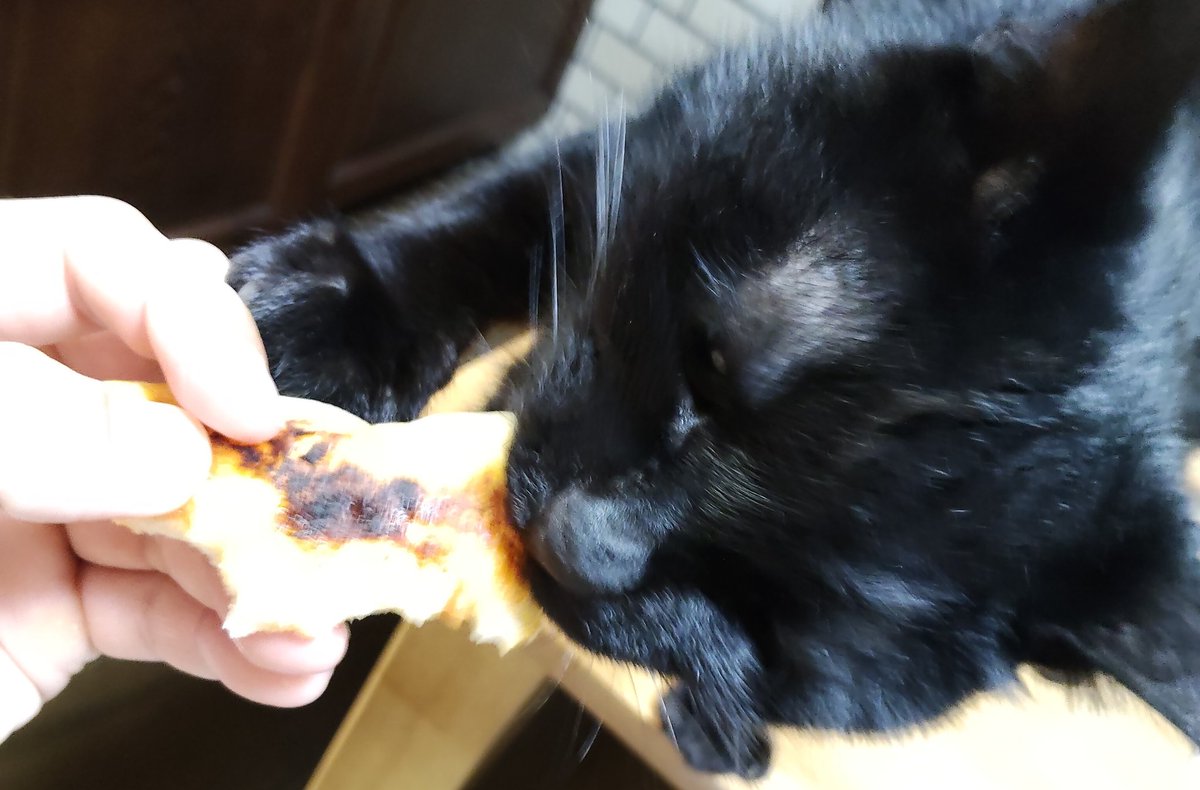 犬猫の栄養学専門獣医師|DCH tweet media