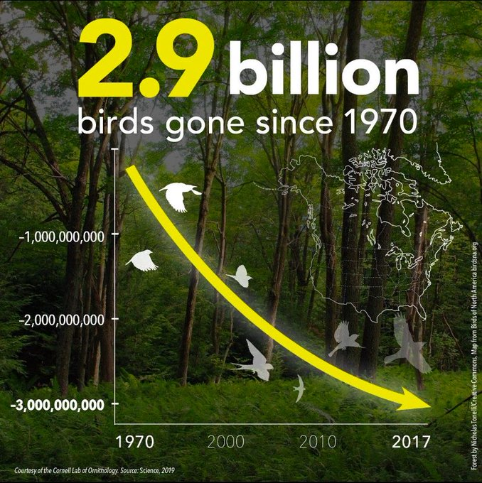 AnnaKavanaugh's tweet photo. A staggering decline. Since 1970, North America has lost 1 in 4 of its birds across hundreds of species. This underscores the continuing need for aggressive habitat protection to restore #ecosystem stability for all #wildlife under pressure. #environment #conservation #nature 🌎 https://t.co/hvfFg1OPeg