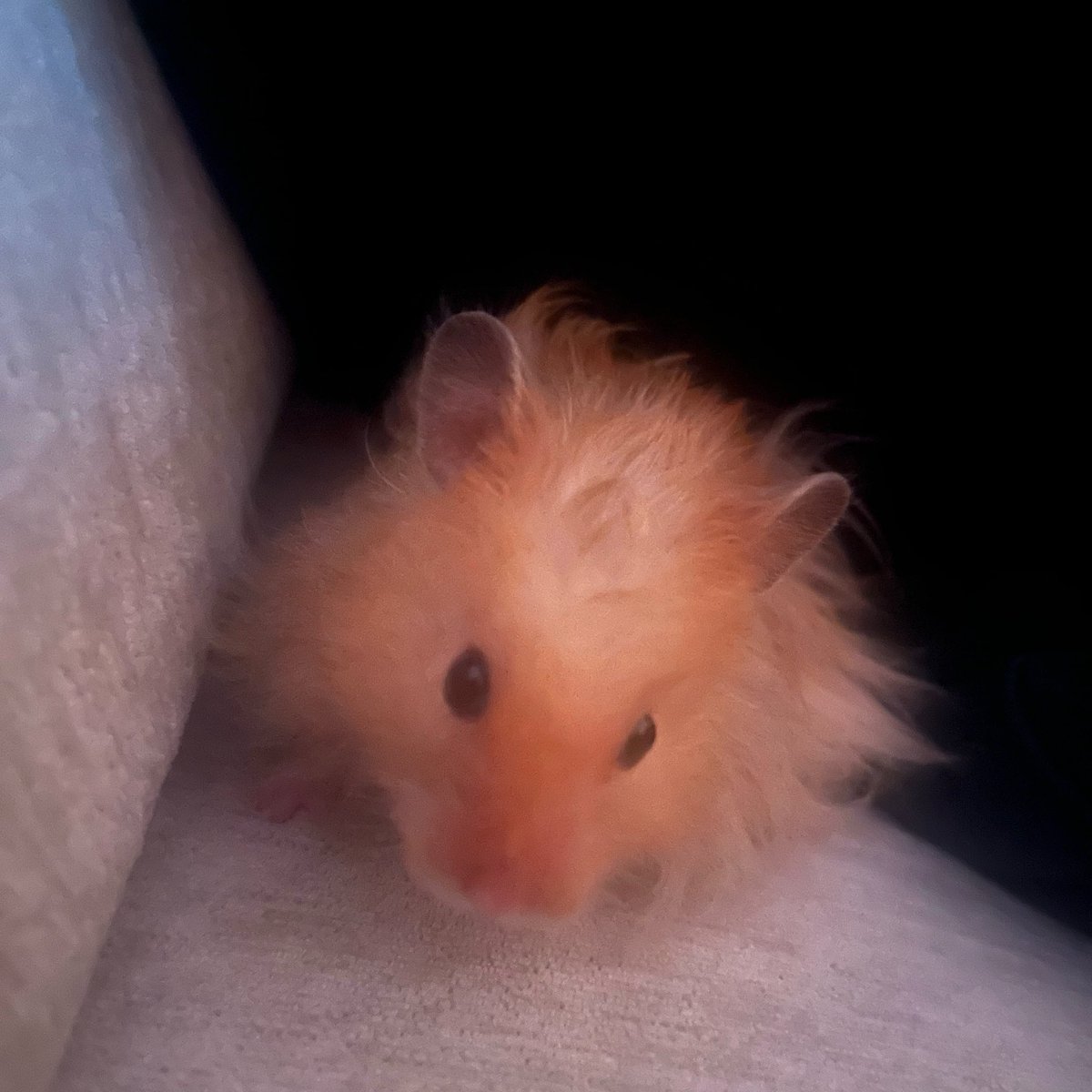 hamsterdotcom_'s tweet photo. @ningenn_3 ともだちです🥰 https://t.co/1uBaOLDbVu