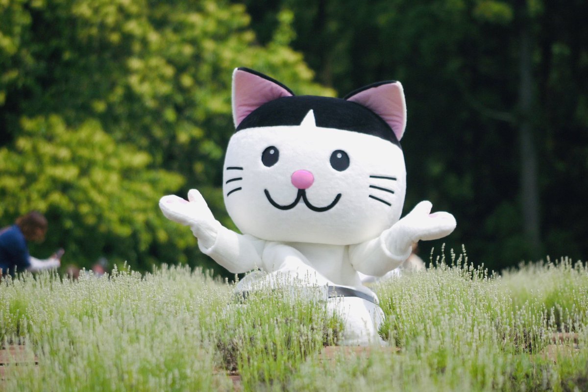 ∇・)にゃーん