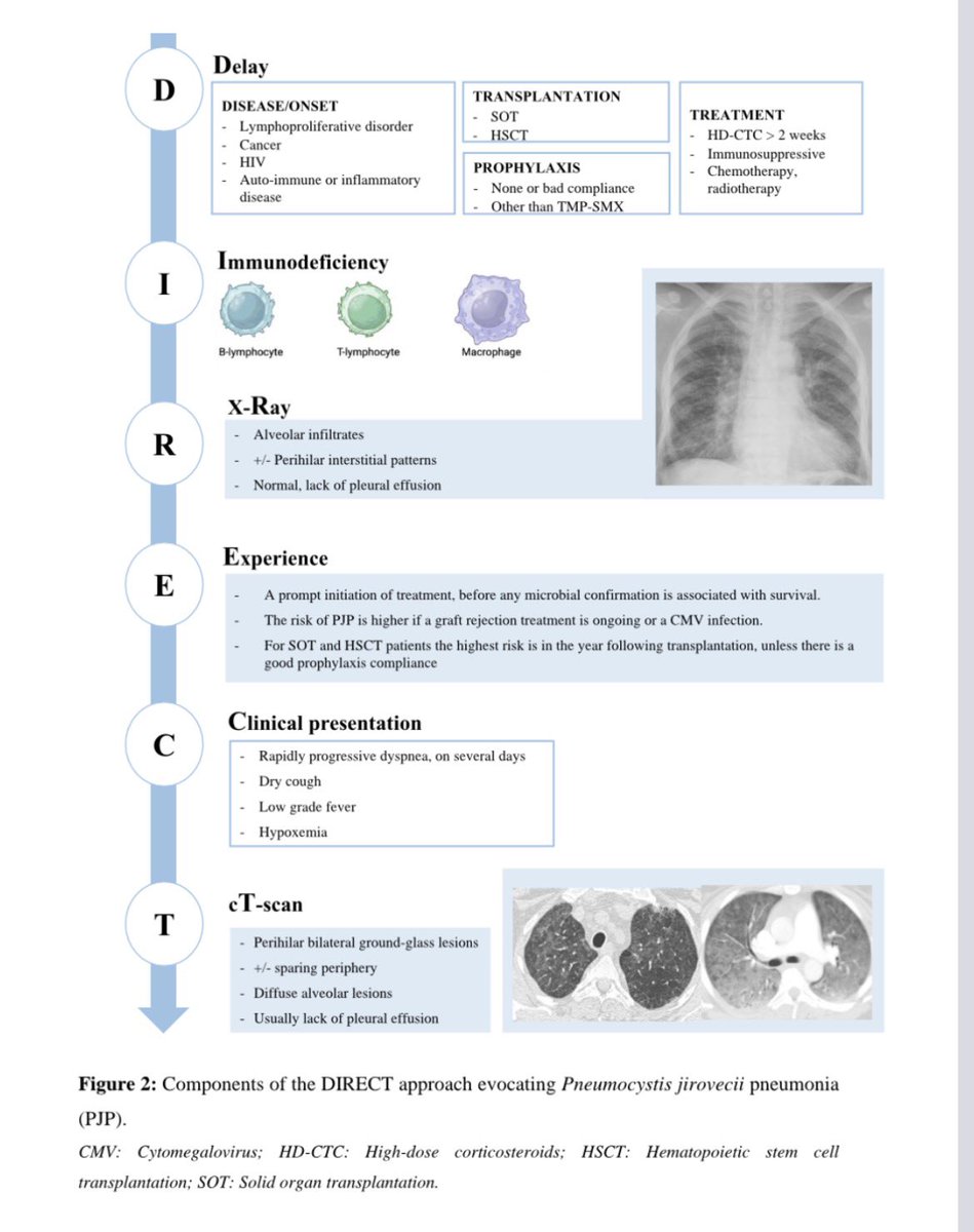 AliSMV7's tweet photo. Pneumocystis pneumonia in non-HIV
immunocompromised patients in 2026: evolving therapeutic standards

https://t.co/1bUnxNY3bk https://t.co/iuNX3H4lwE