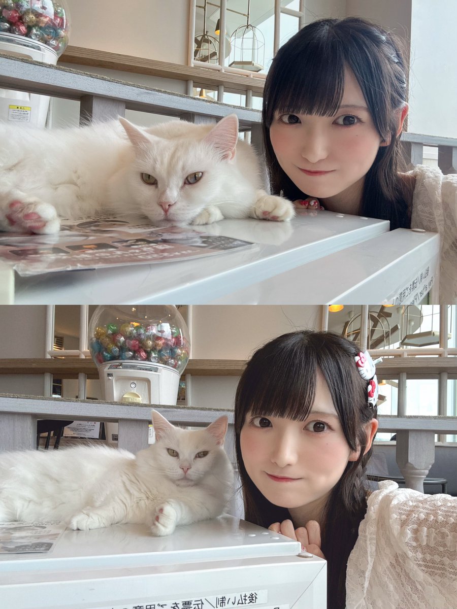 おはよ♡ おやつボックスの上にずっといた猫たん🐱
