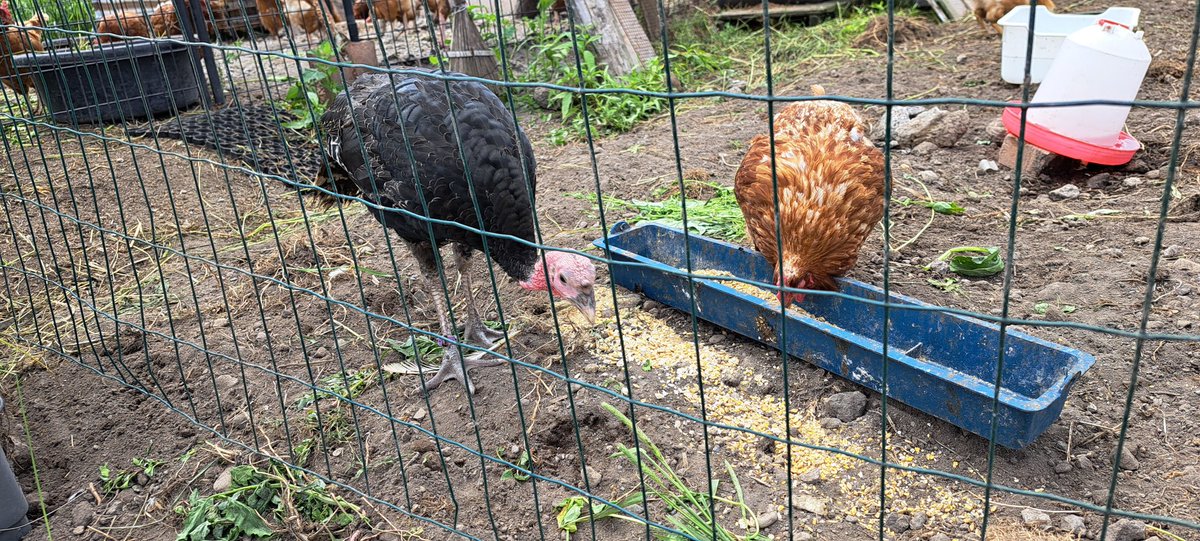 BibiarinsAnimal's tweet photo. この七面鳥しか、おらんようなった。
心折れる。 https://t.co/zjUfLbBlmP