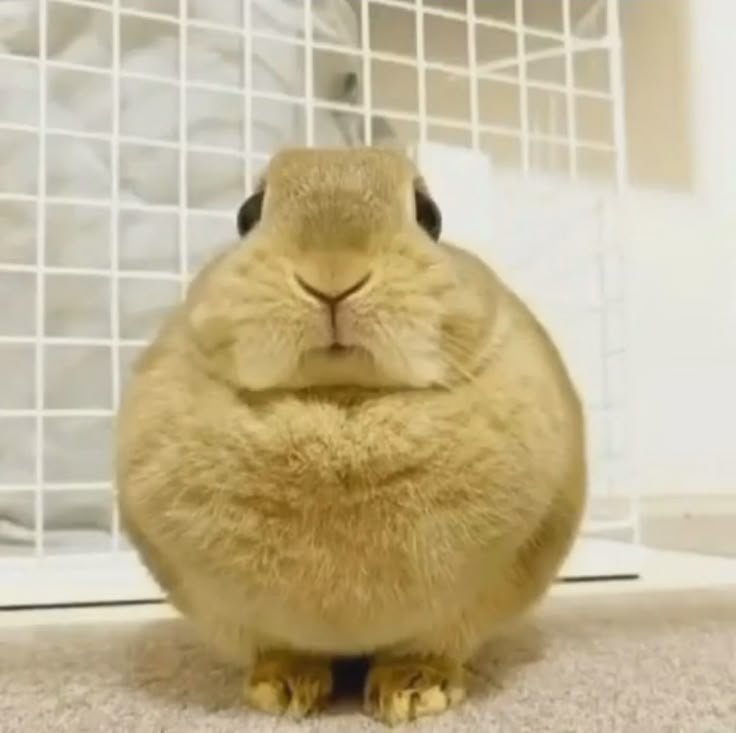 animalpopular9's tweet photo. Bunny looking like eggs! https://t.co/jLR8sFBHut