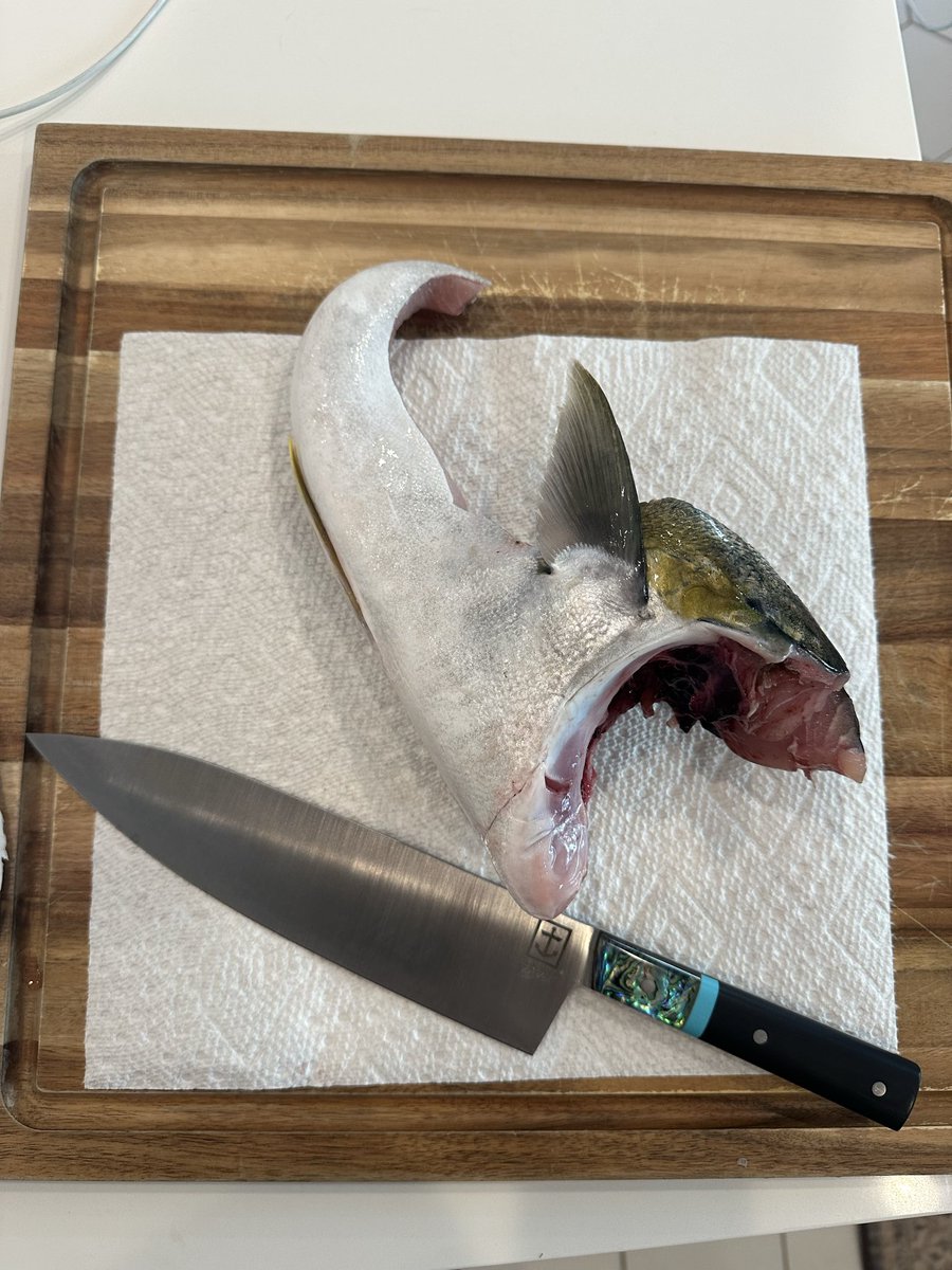 keefe609's tweet photo. Hamachi collar. Hell yeah. https://t.co/bUG0x0oH8P