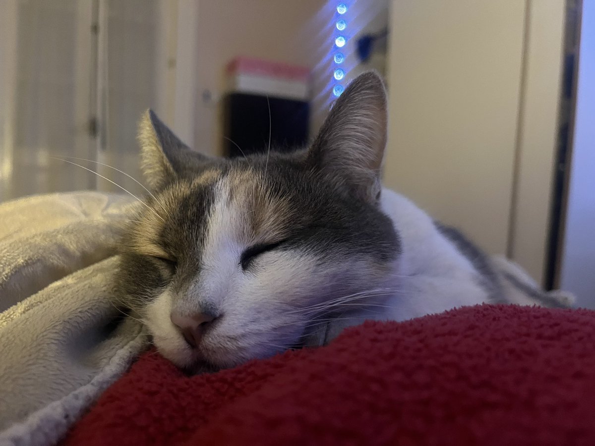farrchu's tweet photo. quisiera ser ella y q mi unica preocupación sea dormir y comer 😔 https://t.co/JmKBzqlN7l