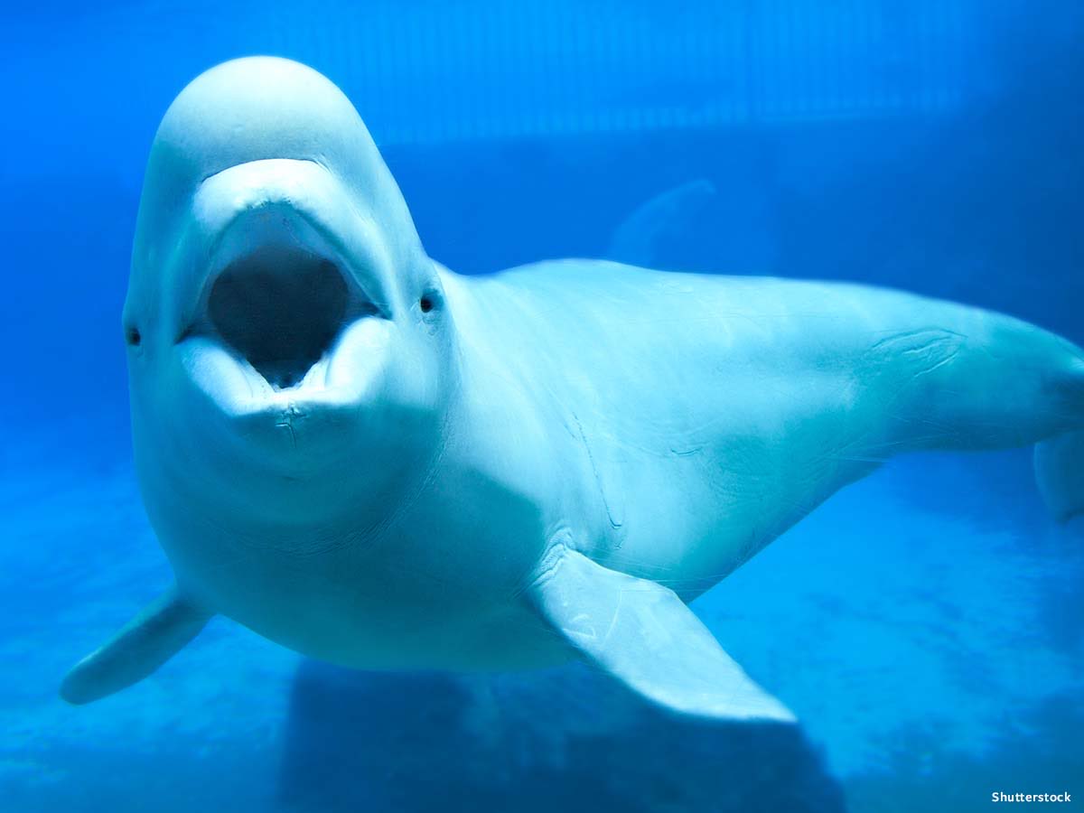 LaraAAnderson1's tweet photo. Please stop #Norway from killing these sensitive #MinkeWhales @climatecyadv @climatemessages how is it that this is allowable?  All these precious species being killed, destroyed?  @IUCNsos @WorldResources @Bluemarinef @Our_Nat_Our_Fut @spyglass46 https://t.co/SEv1sK5IFQ