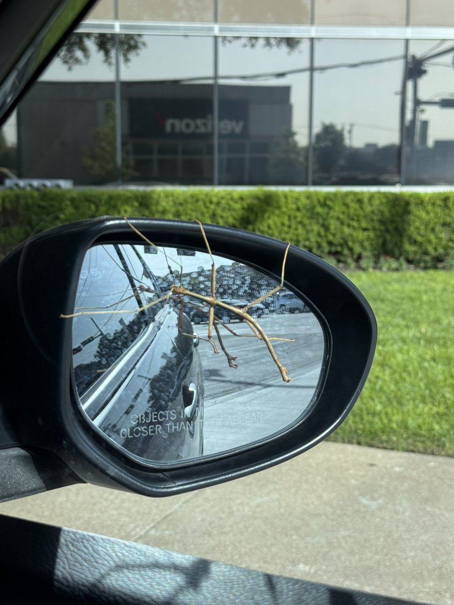 dmcd2929's tweet photo. Rescued a walking stick today. Don’t pick them up. Let them walk on to your hand to move them to a new location. https://t.co/B2Vld65IU4