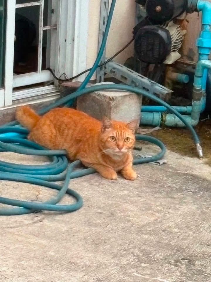 Jisungiii's tweet photo. ปวดใจกับอะไรแบบนี้้💔

ย้ายบ้านไม่เอาแมวไปด้วย... 🐱🐱
ยินดีด้วย..คุณเป็นเจ้าของที่ย��ดแย่มาก! ฝากหาบ้านใหม่ให้น้องทีค่ะใครอยู่ กิ่งแก้ว กู้กู แล้วอยากเลี้ยงแมว มารับน้องไปที สงสารน้อง😭 แล้วหน้าตาน่ารักทุกตัว

#ติ๊กฟ้า https://t.co/ku5idWAJJ9