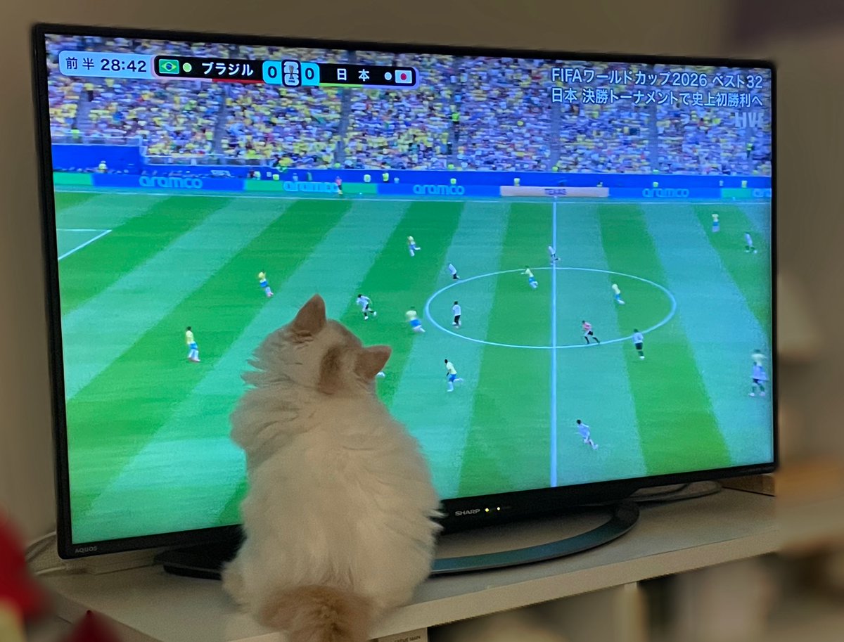 reireiarimura's tweet photo. 惜しかったですよね⚽️
ブラジル相手に熱戦ですごいです❤️‍🔥
猫さんも釘付けでした🐾 https://t.co/pRz7ydtjY9