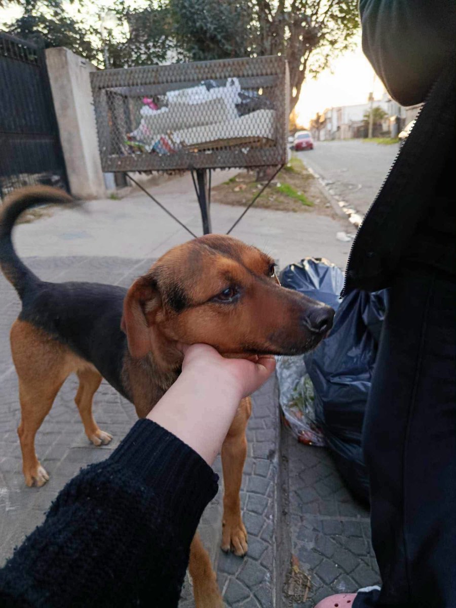 Marave_10's tweet photo. Miren la carita, está llorando, su papá humano murió y quedó en la calle. Está en la calle almeira justo en la vereda ( Isidro casanova LA MATANZA ). Contacto : 1132174015 CASANOVA https://t.co/315xgN2qVe