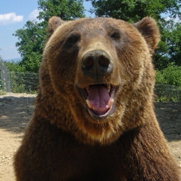 thepittsm's tweet photo. Dr. Cutie Bear https://t.co/lQJFnjk8c1