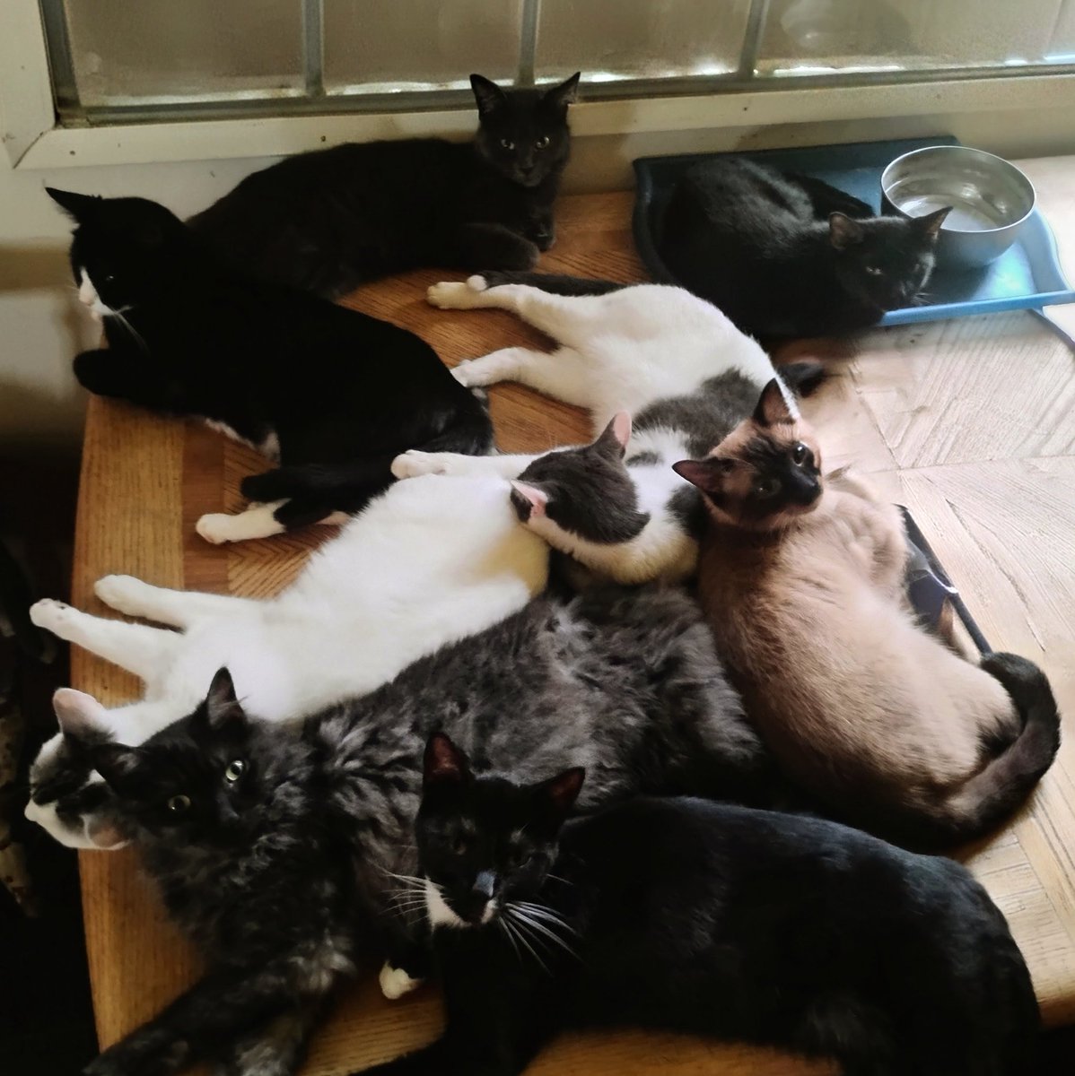 jenni_spy's tweet photo. Goodnight Everyone ๐ฉต I Hope Y'all Sleep Like a Cat๐พ๐ค๐ฉท
#CatsOfX #CuddlePuddle #CatNap #GoodnightX #SleepyCats https://t.co/DHHxRm3y98