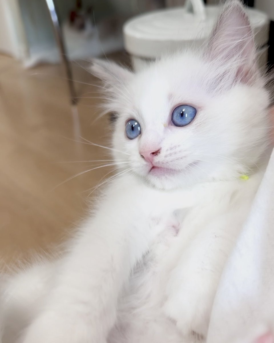 cofantjp's tweet photo. 5月生まれーずの動画写真を更新しました。
HPをご覧下さい。
今週末からお迎え頂けます。
お問い合わせはHPのお問い合わせページをご覧ください。
#cofant 
#ラグドール
#ブリーダー
#ラグドールブリーダー https://t.co/CwaDsOcWYd