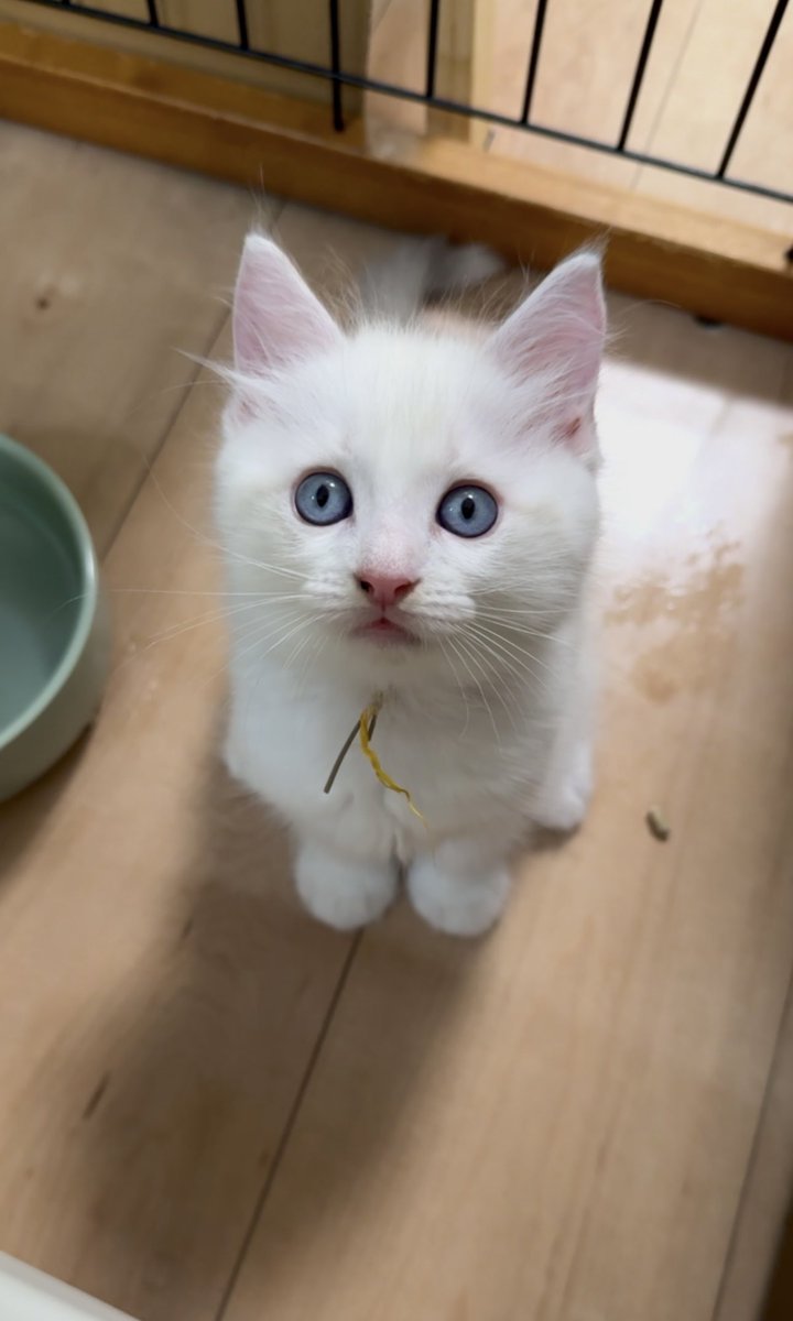 cofantjp's tweet photo. 5月生まれーずの動画写真を更新しました。
HPをご覧下さい。
今週末からお迎え頂けます。
お問い合わせはHPのお問い合わせページをご覧ください。
#cofant 
#ラグドール
#ブリーダー
#ラグドールブリーダー https://t.co/CwaDsOcWYd