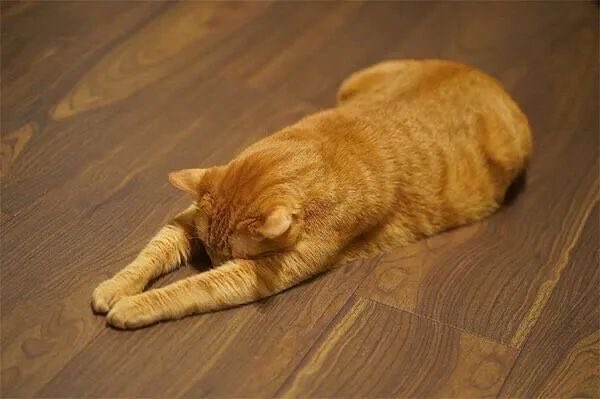 Nagasee0701's tweet photo. 本日で皇帝を退店します。
ほんとにお世話になりました。 https://t.co/1eU23F8vcm
