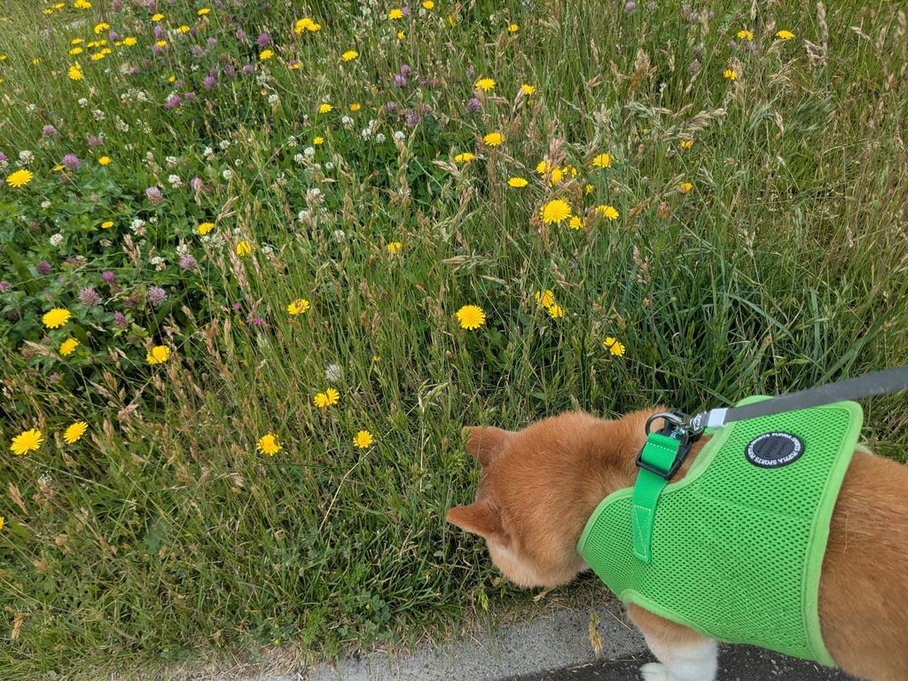 harebaresun12's tweet photo. 16歳のおじいワン🐶
朝からお散歩連れてけアピールがすごかったです。
老犬ならではの症状もたくさん出てますが、まだまだ元気に歩けます💪
楽しそうで何より🤭
#柴犬 
#柴犬との暮らし https://t.co/53Ully8QZ0
