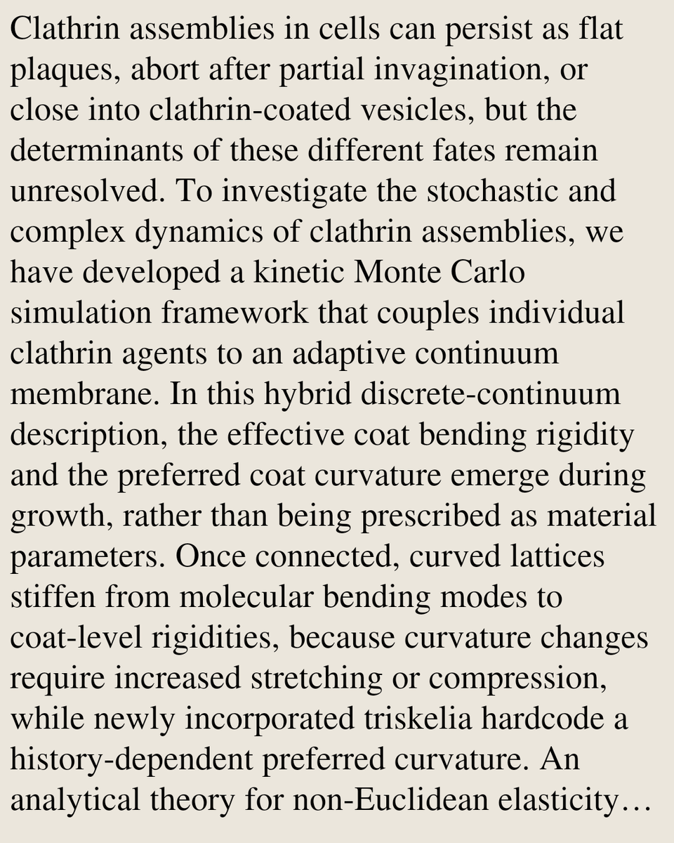 PBTQ's tweet photo. Pathway variability, coat stiffening and mechanical adaptation during clathrin-mediated endocytosis

Johannes H. H. Dreckhoff, Ulrich S. Schwarz, Leon Lettermann
https://t.co/WUxmExAwWZ [𝚚-𝚋𝚒𝚘.𝚂𝙲 𝚌𝚘𝚗𝚍-𝚖𝚊𝚝.𝚜𝚘𝚏𝚝 𝚙𝚑𝚢𝚜𝚒𝚌𝚜.𝚋𝚒𝚘-𝚙𝚑] https://t.co/tdpqLva0lb