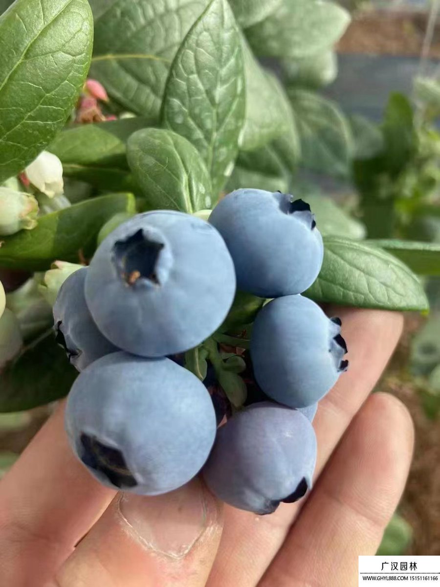 akopp13's tweet photo. Just tried the fresh wild blueberries from local farms—burst with sweet, tangy juice, plump, no weird aftertastes. Perfect for morning oatmeal or a quick snack! #FoodFind #ProducePick， https://t.co/S1IXAc6kmF