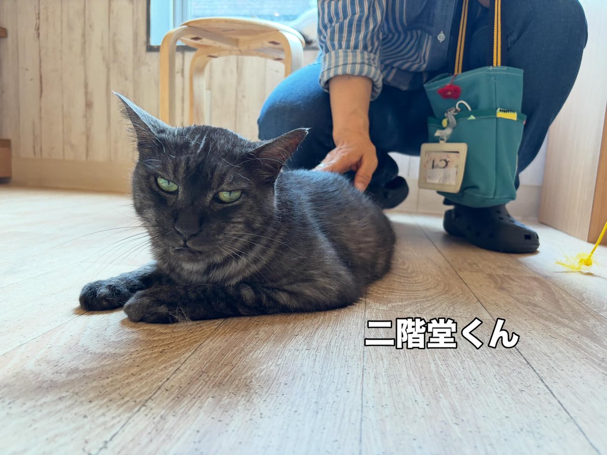 nekokatsu_1's tweet photo. ねこかつ川越店、本日も営業中です🐱

猫が好きな方、触れ合いたい方
里親希望の方
保護猫活動をしたい方(遊ぶだけでご支援に繋がります)

小さなお子様からご年配の方まで
どなたでもご利用いただけます😊

19時まで営業中です！
ぜひお待ちしております♪

＠川越店
#ねこかつ #保護猫カフェ #里親募集中 #川越