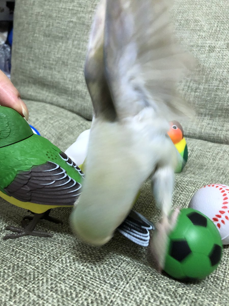 shilver2020's tweet photo. サッカーボールで遊ぶインコ⚽️
これはファウル！

 #コザクラインコ
 #インコ https://t.co/sdZRMkNW6C