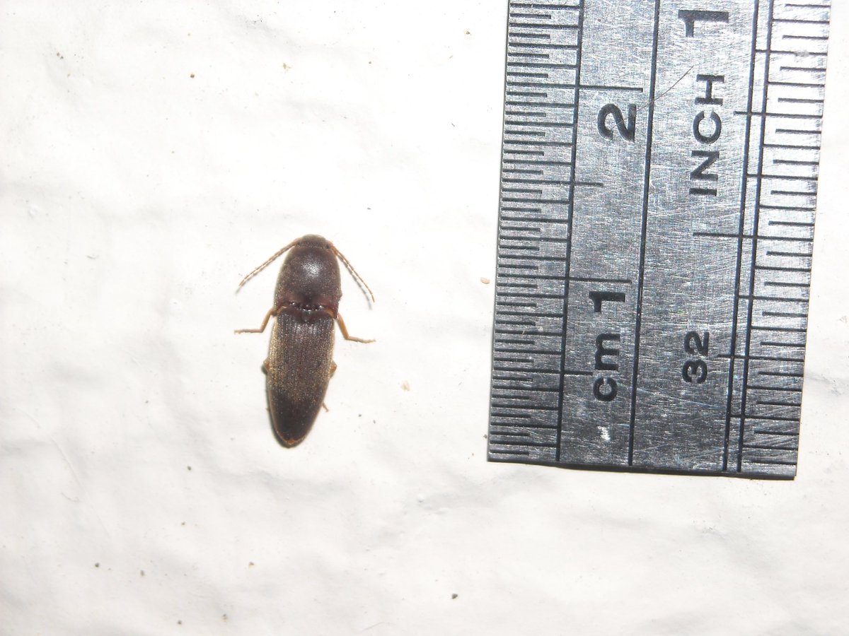 maggotonline's tweet photo. (yes i brought the ruler out bc im ###megagay)
elateridae.......... https://t.co/LQm5XmoDjM