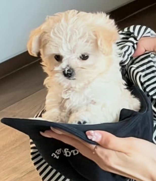 wntrstats's tweet photo. Ponyo 🥺 looking like her mommy

#WINTER #윈터 #金旼炡 #冬子 #æspa #에스파 #ウィンター https://t.co/wVZFwKXLMk