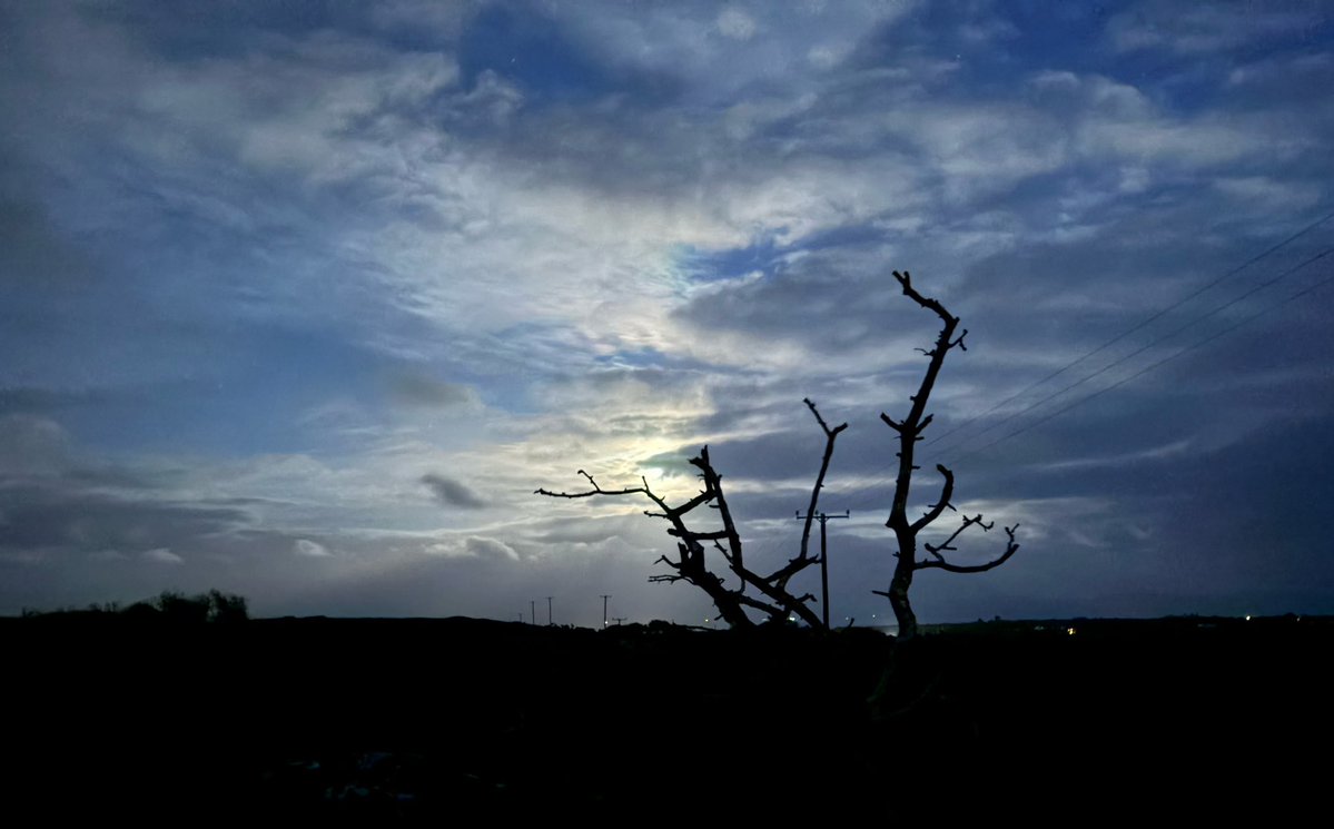 GalwayWalks tweet picture