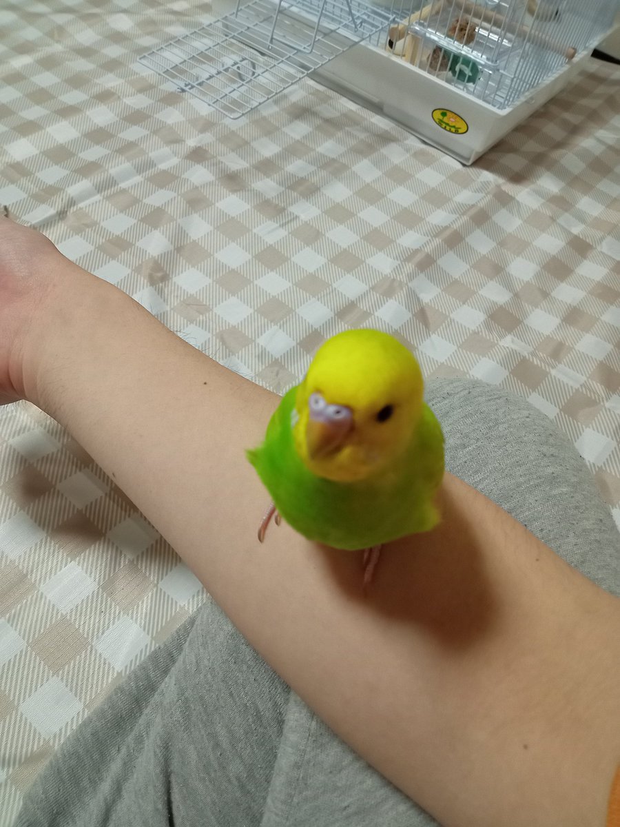 ryukaku2884's tweet photo. #アキラ散歩
今家にいるセキセイインコのラム(ライム)ちゃんです https://t.co/gSjSfuPDQa