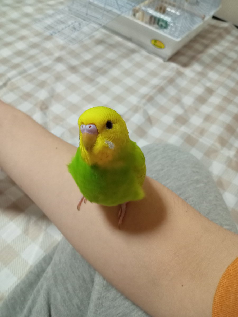 ryukaku2884's tweet photo. #アキラ散歩
今家にいるセキセイインコのラム(ライム)ちゃんです https://t.co/gSjSfuPDQa