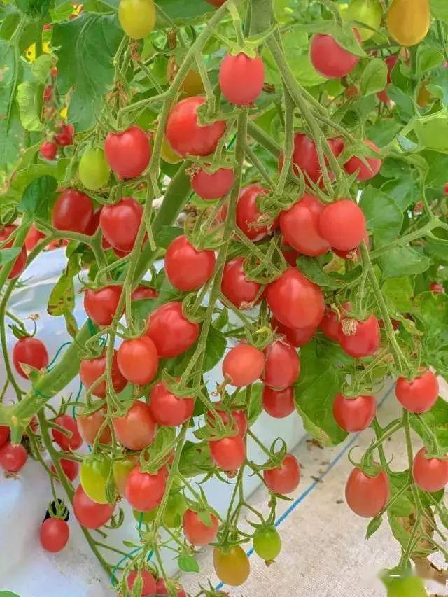 kimo2ooo's tweet photo. Life update: I swapped my 9-to-5 desk commute for early morning hikes and homegrown veggies—small shifts, big joy. https://t.co/llEUi3qmOe