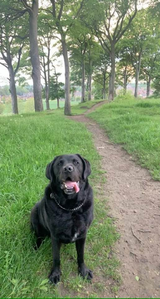 Shep73David's tweet photo. 2nd worse day of my life. Finn’s going to chase after sticks on the big farm in the sky. 

No more pain lad. https://t.co/ID1BwYSjqr