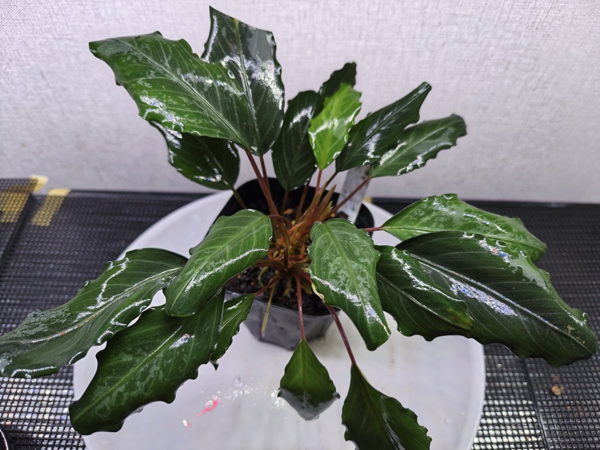 Bucephalandra sp.
