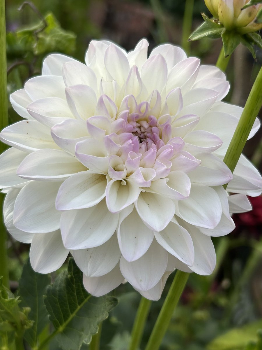 Vixyl's tweet photo. Morning 👋 These temperatures are much better, can actually do something 😂 let the weeding commence! Happy Tuesday 😊🌸🌿 

#flowers #gardening #dahlias https://t.co/zT5HPlkUI5