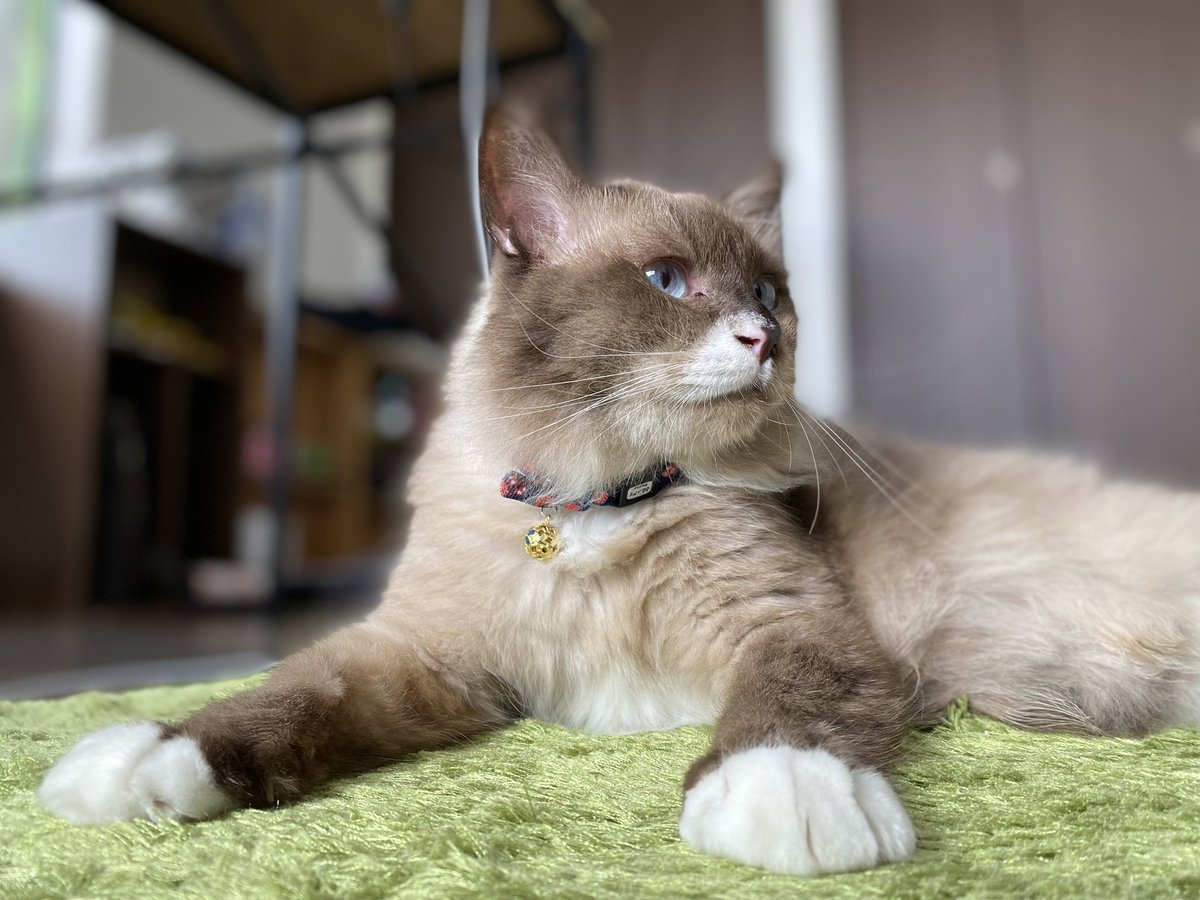 amatu_re's tweet photo. アルゴリズム変更でオススメが賢くなって猫まみれになってきた
うちの先代猫も放流したら見てくれるんかな https://t.co/JLk3twR9O7