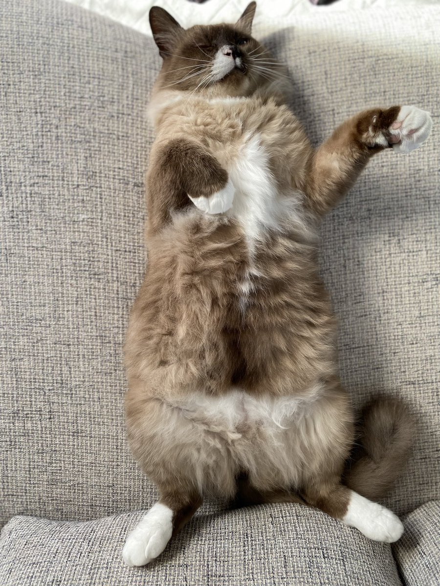 amatu_re's tweet photo. 溢れ出るオッサン感がかわいかった猫 https://t.co/hgID2ARwkD