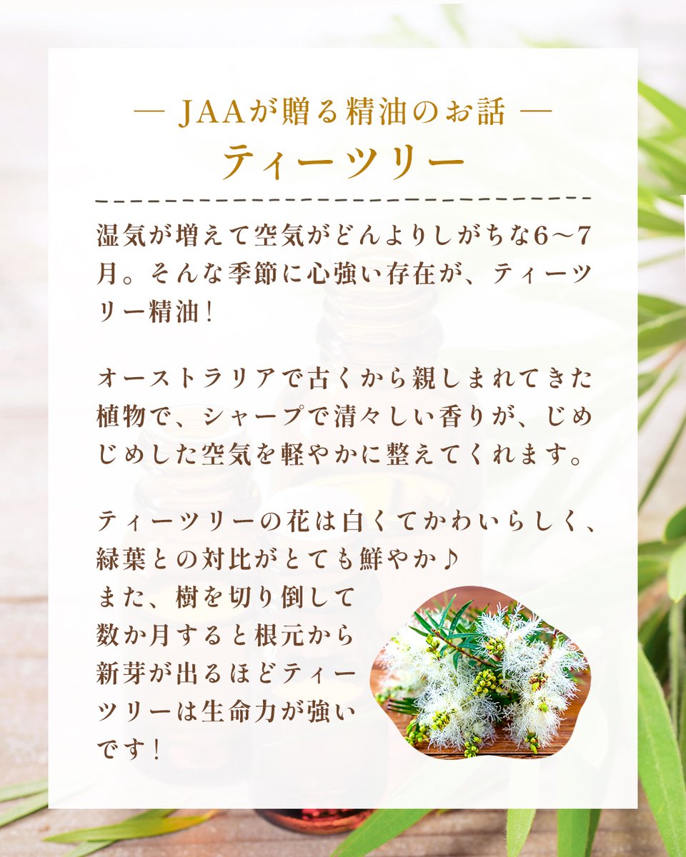 JAA_official's tweet photo. 📖JAAが贈る精油のお話📖
【ティーツリー】

湿気が増えて空気がどんよりしがちな6～7月。
そんな季節に心強い存在がティーツリー精油です✨

▼資料請求はこちら
https://t.co/BmTULW3ox2

#アロマ
#aroma https://t.co/lPMDE0iNVZ