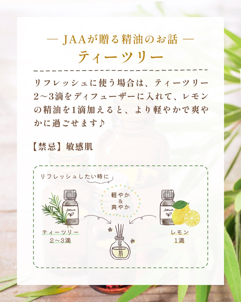 JAA_official's tweet photo. 📖JAAが贈る精油のお話📖
【ティーツリー】

湿気が増えて空気がどんよりしがちな6～7月。
そんな季節に心強い存在がティーツリー精油です✨

▼資料請求はこちら
https://t.co/BmTULW3ox2

#アロマ
#aroma https://t.co/lPMDE0iNVZ