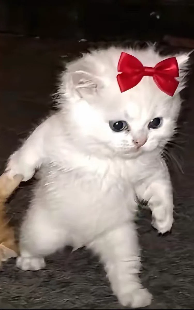 The Cats 𝕏 on X / X